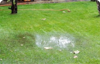 Backyard lawn damaged due to drain field failure.