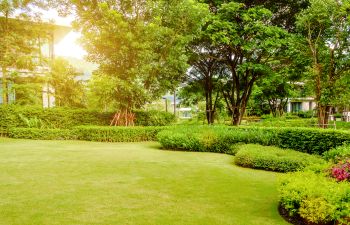 A backyard with trees.